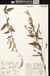 Desmodium canadense image