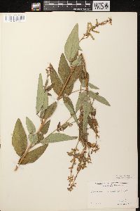 Desmodium canadense image