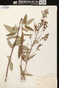 Desmodium canadense image