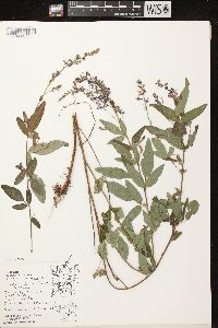 Desmodium canadense image