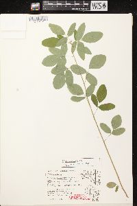 Desmodium canadense image