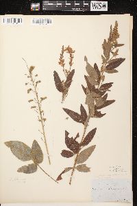 Desmodium canadense image