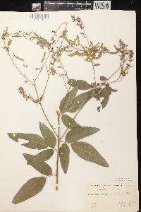 Desmodium canadense image