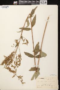 Desmodium canadense image