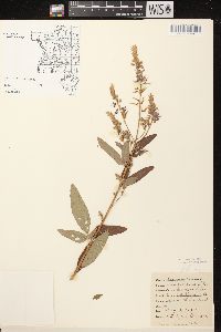 Desmodium canadense image