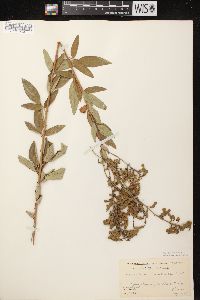 Desmodium canadense image