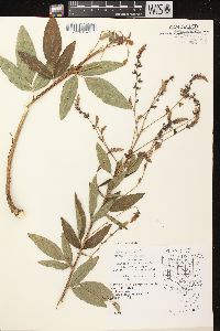 Desmodium canadense image