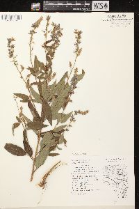 Desmodium canadense image