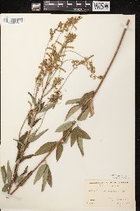 Desmodium canadense image