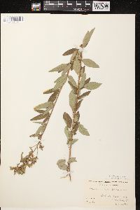 Desmodium canadense image