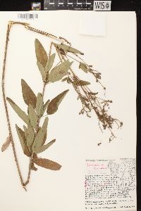 Desmodium canadense image