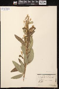 Desmodium canadense image