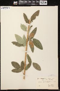 Desmodium canadense image