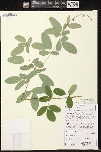 Desmodium canadense image