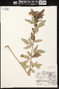 Desmodium canadense image