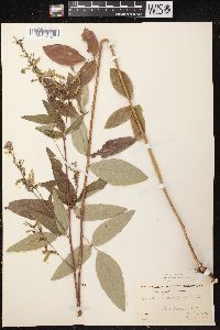 Desmodium canadense image