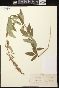 Desmodium canadense image