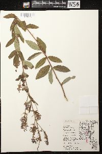 Desmodium canadense image