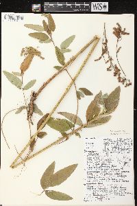 Desmodium canadense image