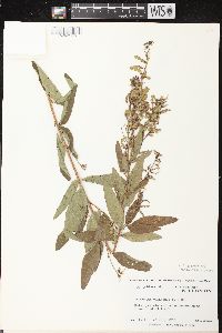 Desmodium canadense image