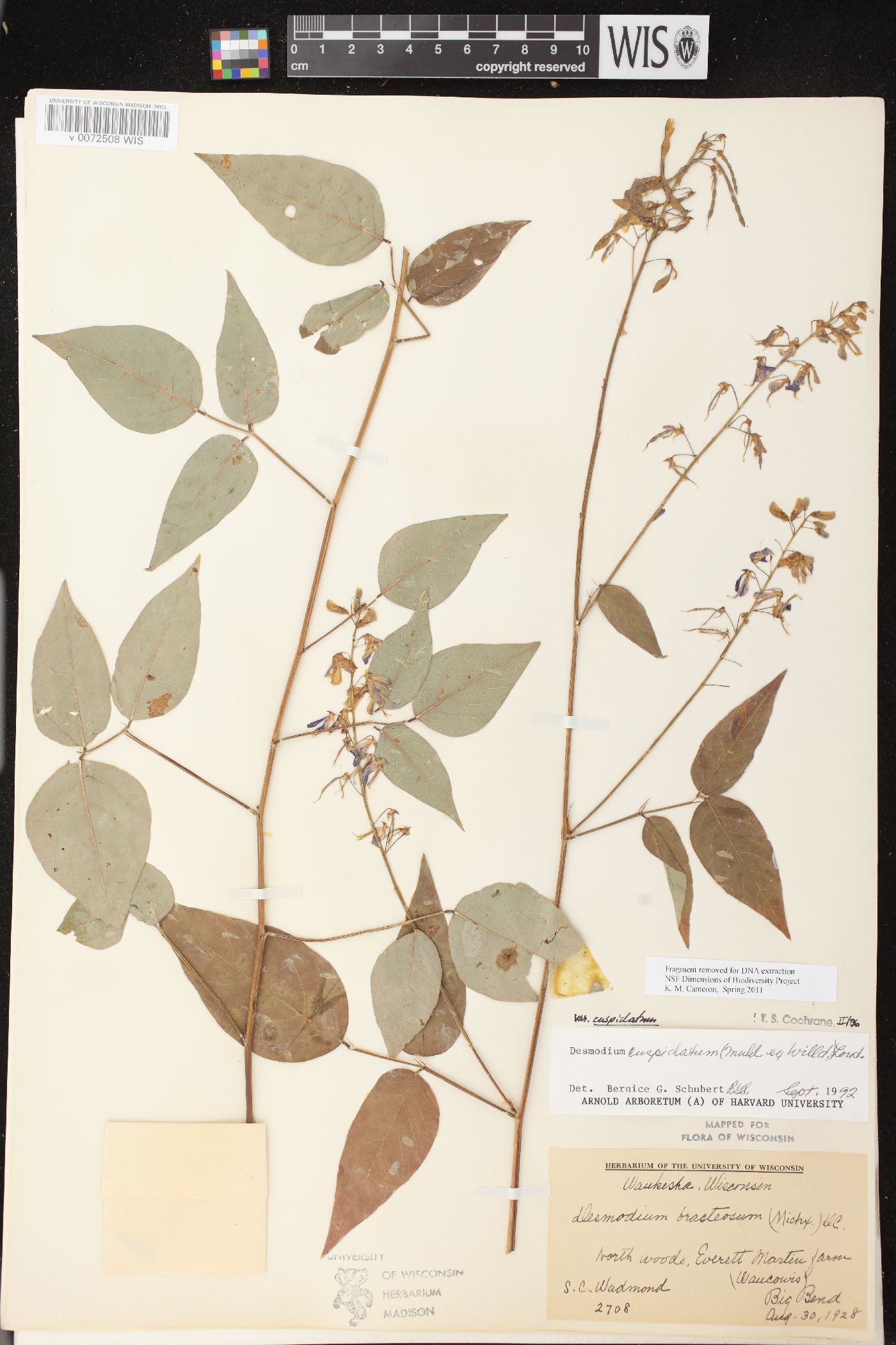 Desmodium cuspidatum var. cuspidatum image