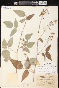 Desmodium cuspidatum var. cuspidatum image