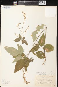 Desmodium cuspidatum var. longifolium image