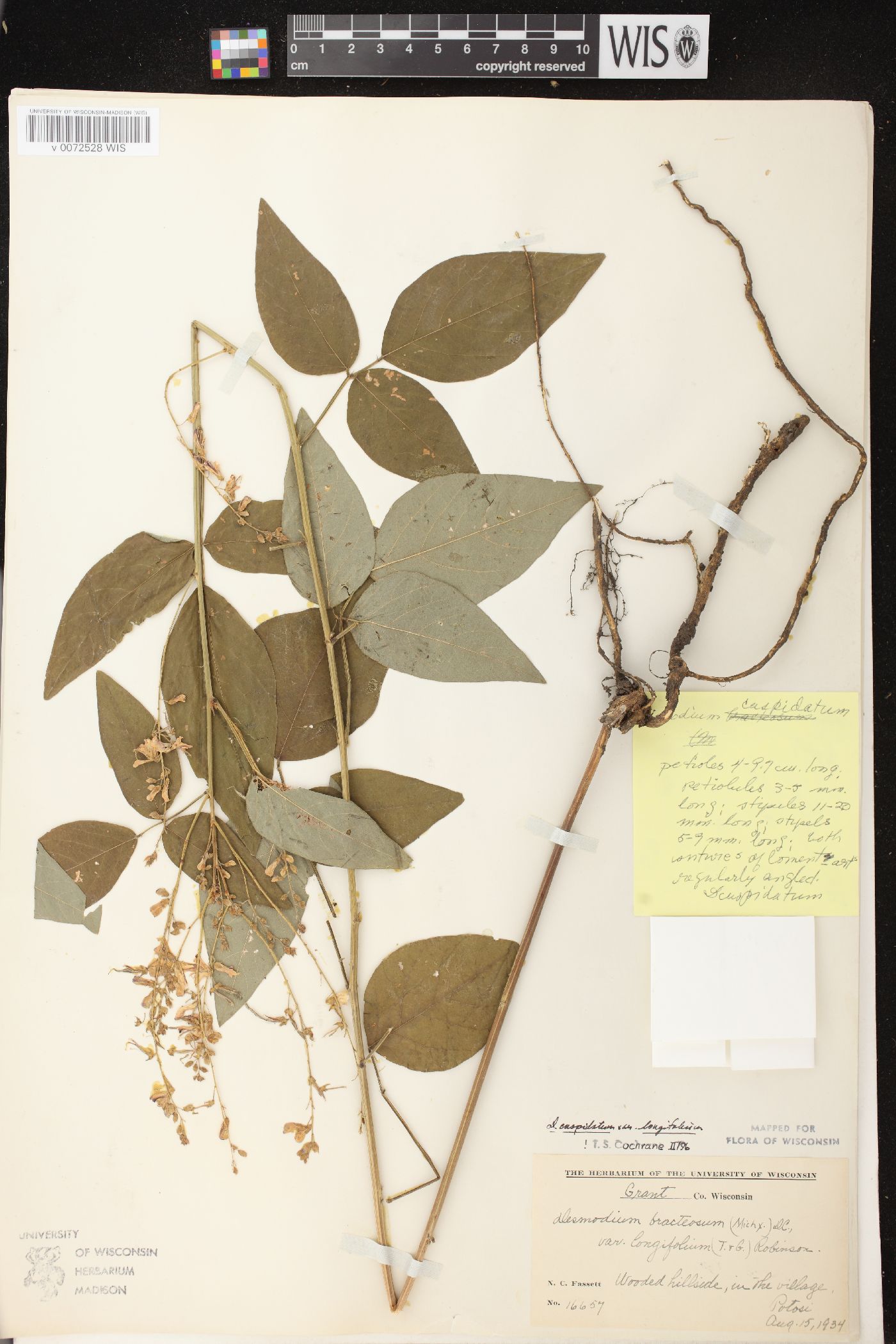 Desmodium cuspidatum var. longifolium image