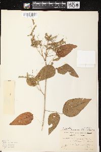 Desmodium cuspidatum image