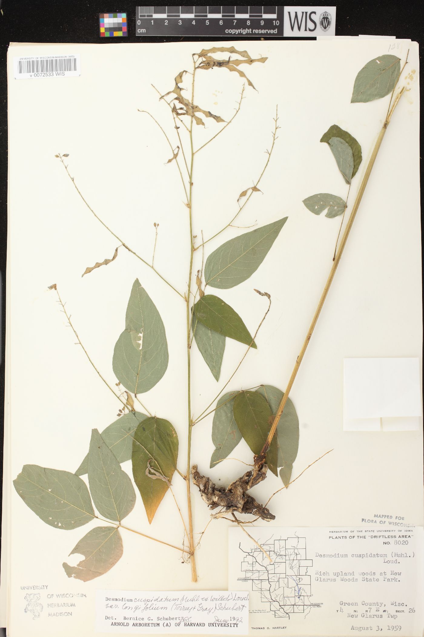 Desmodium cuspidatum var. longifolium image