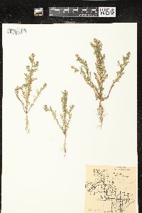 Matricaria discoidea image