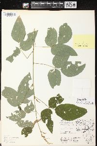 Desmodium cuspidatum var. longifolium image