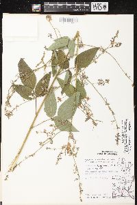 Desmodium cuspidatum var. longifolium image