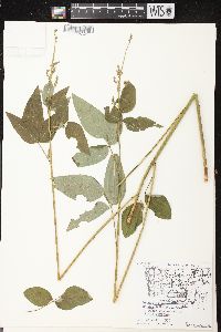 Desmodium cuspidatum image