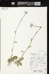 Erigeron pulchellus var. pulchellus image