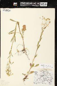 Erigeron strigosus var. septentrionalis image