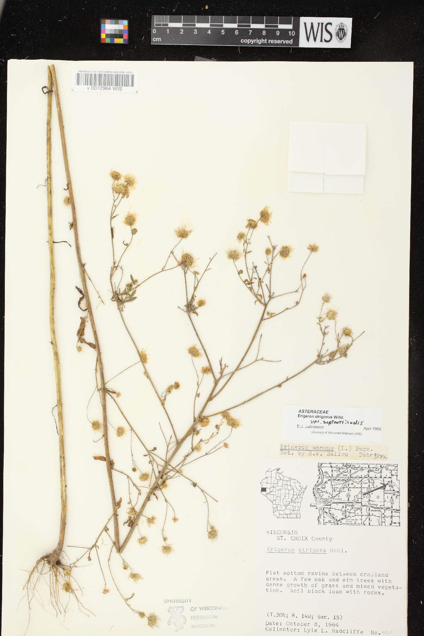 Erigeron strigosus var. septentrionalis image