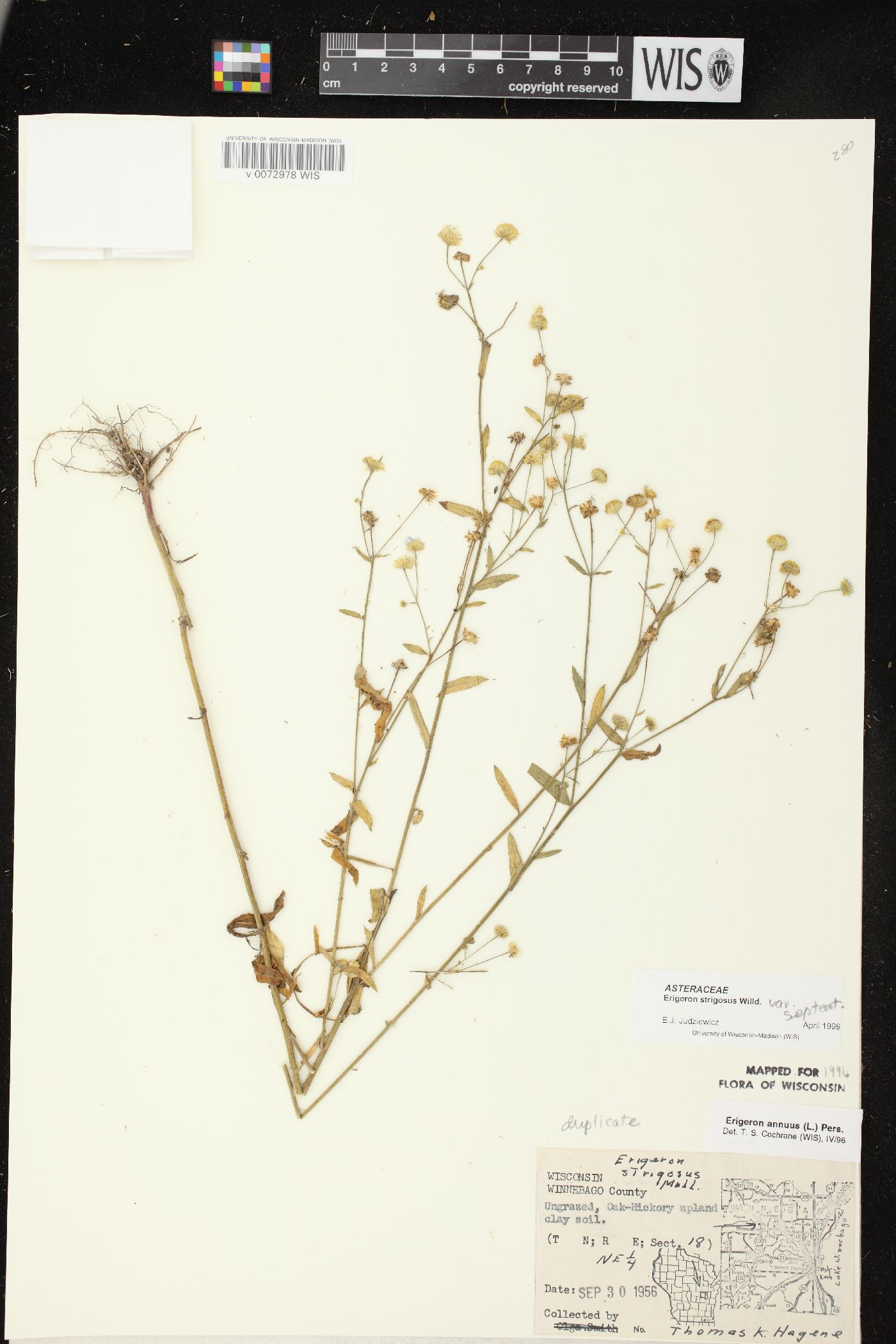 Erigeron strigosus var. septentrionalis image