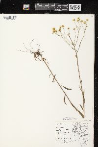 Erigeron strigosus var. strigosus image