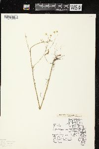 Erigeron strigosus var. strigosus image