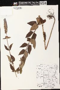 Agastache foeniculum image