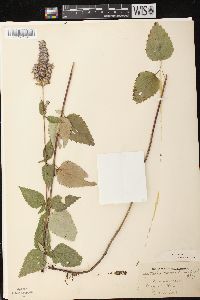 Agastache foeniculum image