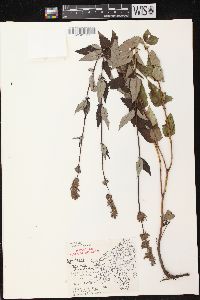 Agastache foeniculum image