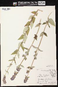 Agastache foeniculum image