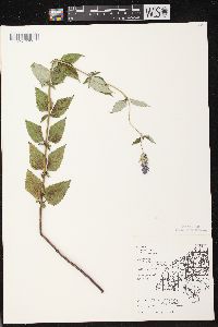 Agastache foeniculum image