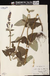 Agastache foeniculum image