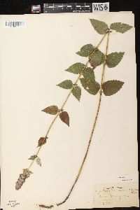 Agastache foeniculum image