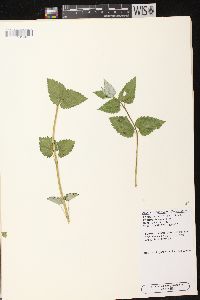 Agastache foeniculum image