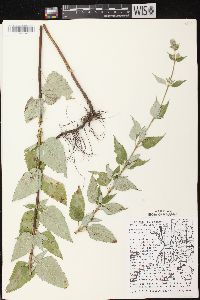 Agastache foeniculum image