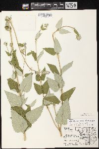 Agastache foeniculum image